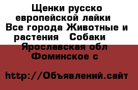 Щенки русско европейской лайки - Все города Животные и растения » Собаки   . Ярославская обл.,Фоминское с.
